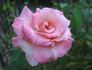 Angela Lansbury rose photo