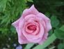 Natali ® rose photo