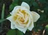 Narzisse rose photo