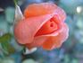 Jack's Wish rose photo