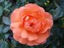Jack's Wish rose photo