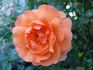 Jack's Wish rose photo