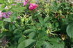 Nyveldt's White rose photo