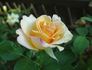 Golden Opportunity rose photo