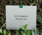 Schubert rose photo