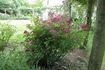 Schubert rose photo