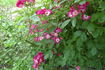Schubert rose photo