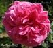 Gourdault rose photo
