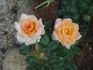 Apricot rose photo