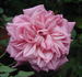 Malmaison Rouge rose photo