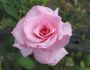 Bridal Shower ™ rose photo