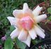 Tarantella rose photo