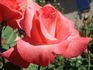 Don Bosco rose photo