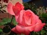 Don Bosco rose photo
