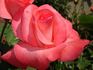 Don Bosco rose photo