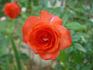 Robert Clements rose photo