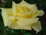 Ards Beauty rose photo