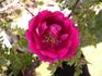 Infertilis rose photo