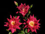 Rubies 'n' Pearls rose photo