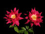 Rubies 'n' Pearls rose photo