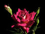 Rubies 'n' Pearls rose photo