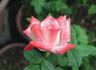 City of Alexandria rose photo