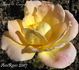 Madame S. Croza rose photo