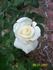 Escimo rose photo