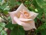Eleganza rose photo