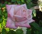 Eleganza rose photo