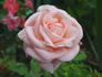 Eleganza rose photo