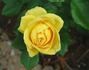 Electra rose photo