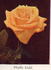 Phyllis Gold rose photo