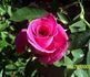 Misty Twilight ™ rose photo