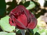 Marina Marini rose photo