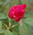 Druschki Rubra rose photo