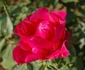 Druschki Rubra rose photo
