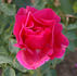 Druschki Rubra rose photo