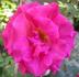 Royal Albert Hall rose photo