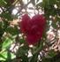 Baby Garnette rose photo
