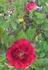 Scarlet Gem ® rose photo