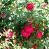 Phyllis Shackelford ™ rose photo