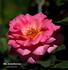 Mrs. Jennie Deverman rose photo