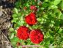 Chica Kordana ™ rose photo