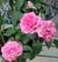KORmisso rose photo