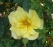 Shakespeare Festival rose photo