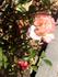 Lelia Laird rose photo