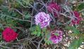 Dancing Jewel rose photo
