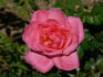 Campanile rose photo