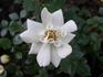 Para Ti rose photo